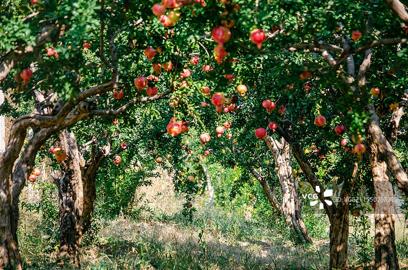 中国水果果树拍摄拍摄主题，石榴树上结出大量物体绿色红色的石榴，户外白昼无人图像摄影图片素材