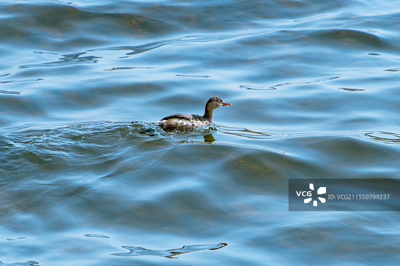 芦苇花图片素材