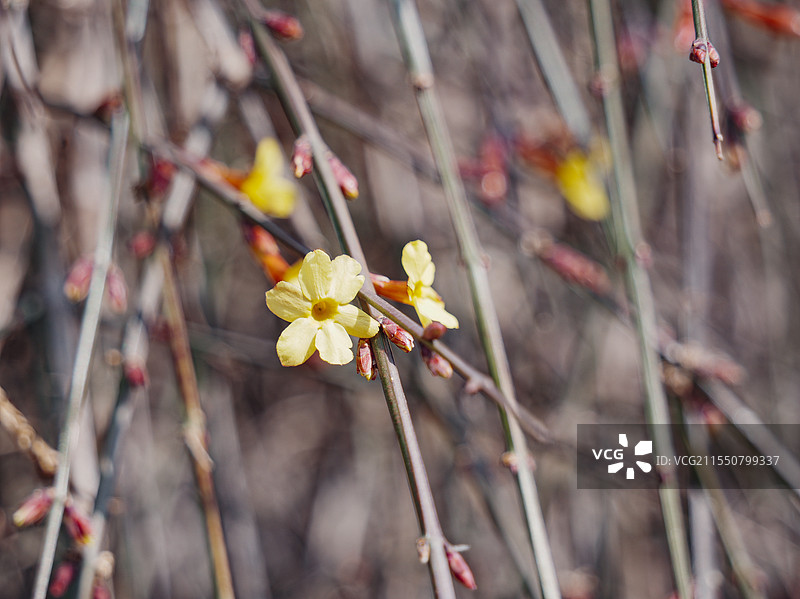 迎春花图片素材