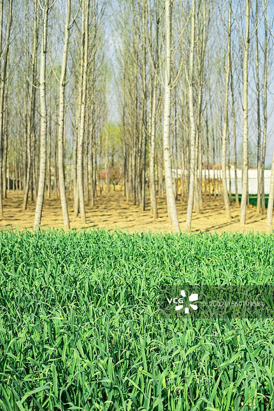 中国农产品农作物拍摄主题，农田田地里的一片绿色的蒜苗和秃树树林，户外白昼无人图像摄影图片素材