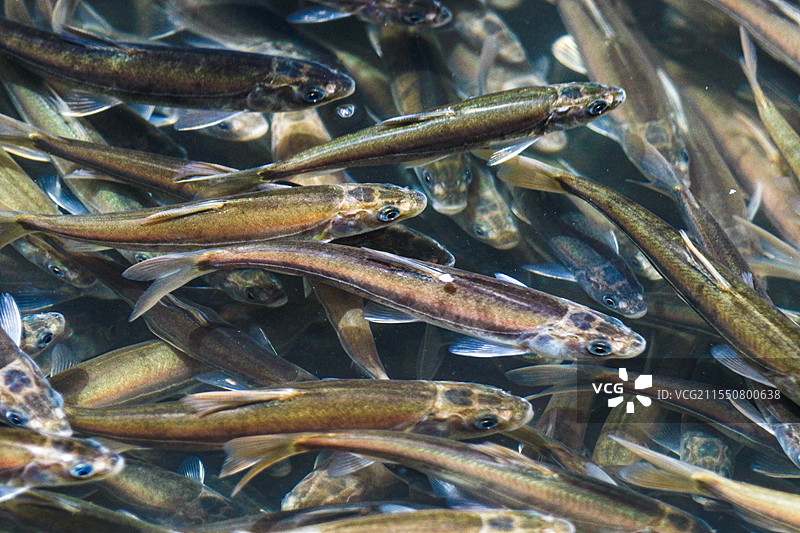 青海湖湟鱼洄游图片素材