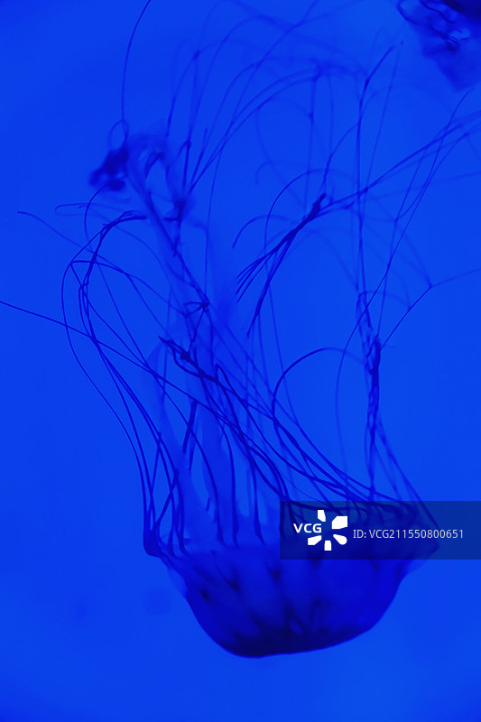 水母图片素材