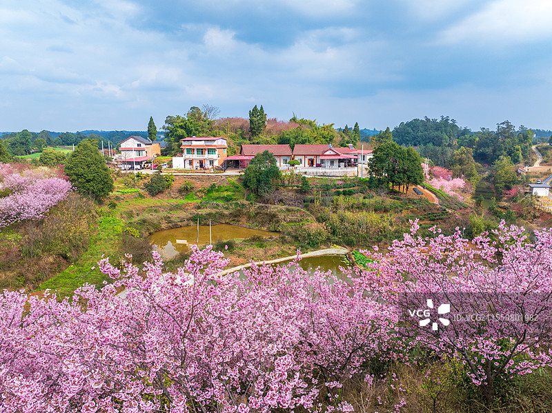鲜花盛开的村庄——宜宾市翠屏区金秋湖镇图片素材