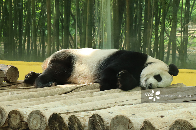 杭州野生动物世界一只正在睡觉的大熊猫图片素材