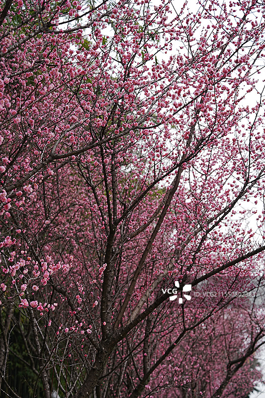 春天绽放的粉色梅花林图片素材