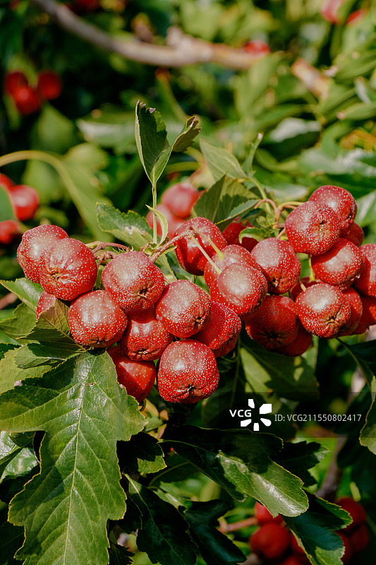 山楂种植基地即将成熟的山楂果林特写图片素材