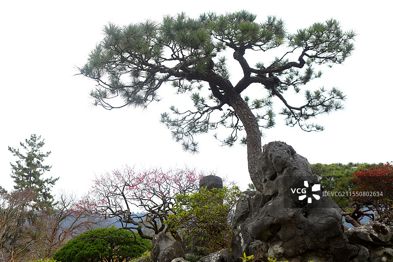 红梅松树图 杭州西湖 国画意境图片素材