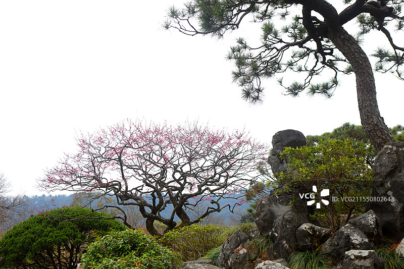 红梅松树图 杭州西湖 国画意境图片素材