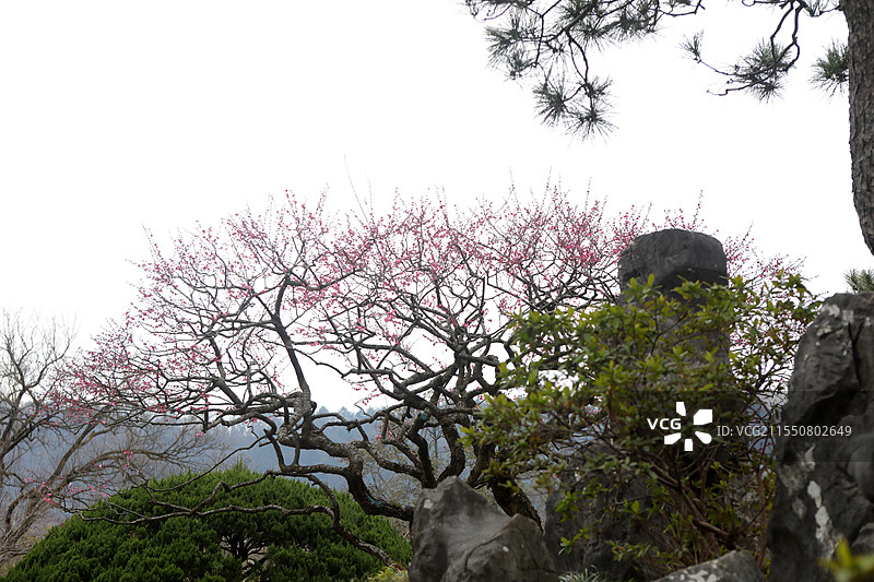 红梅松树图 杭州西湖 国画意境图片素材