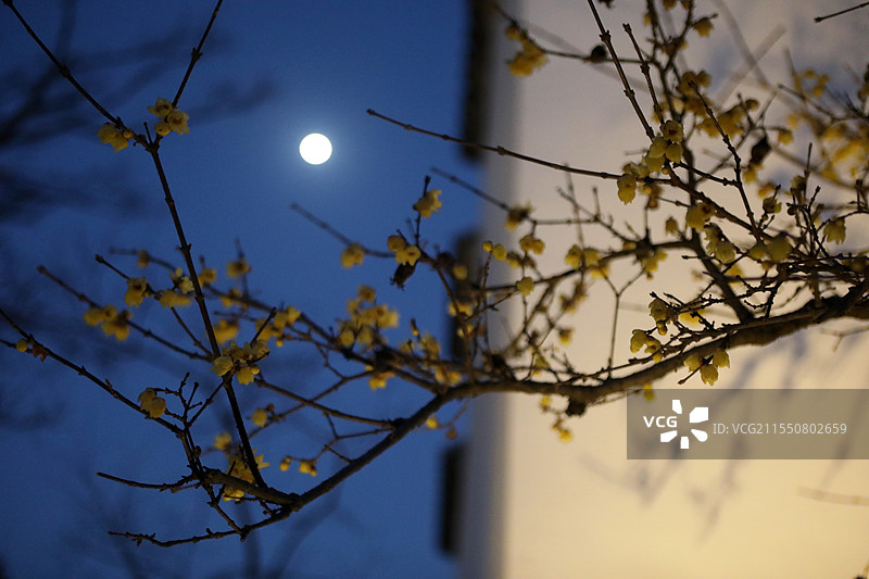 月夜蜡梅花 上海广富林文化遗址公园图片素材
