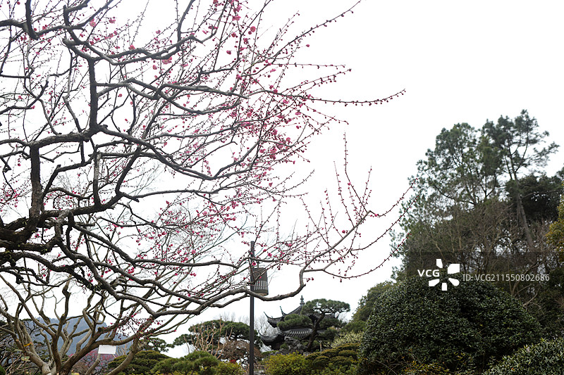 红梅松树图 杭州西湖 国画意境图片素材