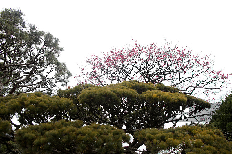 红梅松树图 杭州西湖 国画意境图片素材