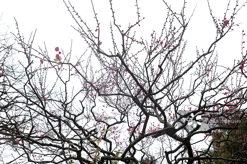 红梅松树图 杭州西湖 国画意境图片素材