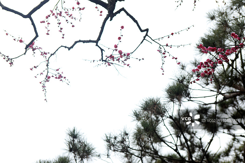 红梅松树图 杭州西湖 国画意境图片素材