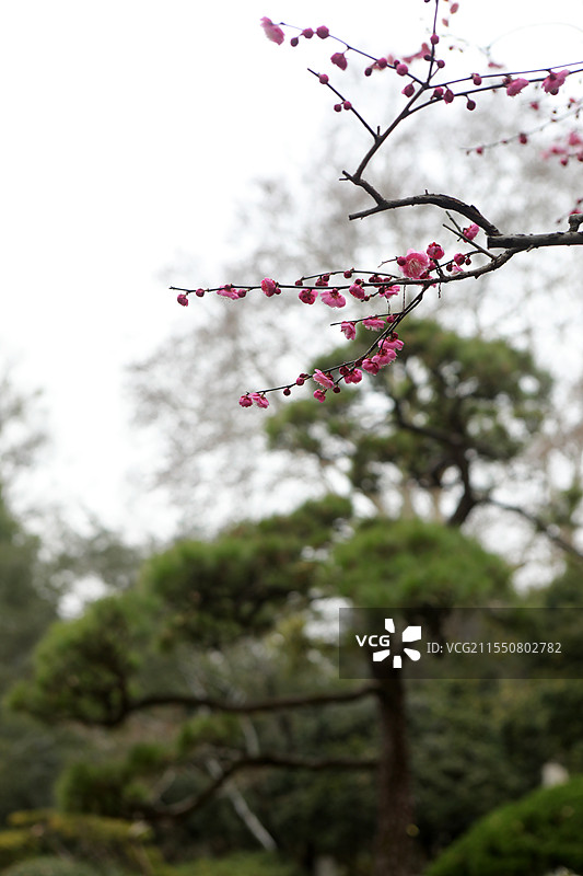 红梅松树图 杭州西湖 国画意境图片素材