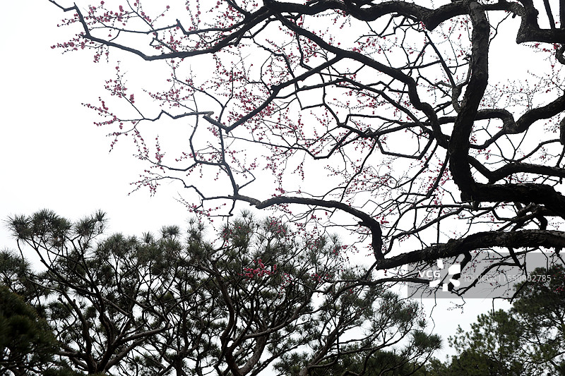 红梅松树图 杭州西湖 国画意境图片素材