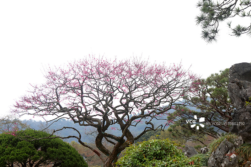 红梅松树图 杭州西湖 国画意境图片素材
