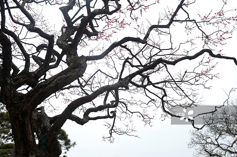 红梅松树图 杭州西湖 国画意境图片素材