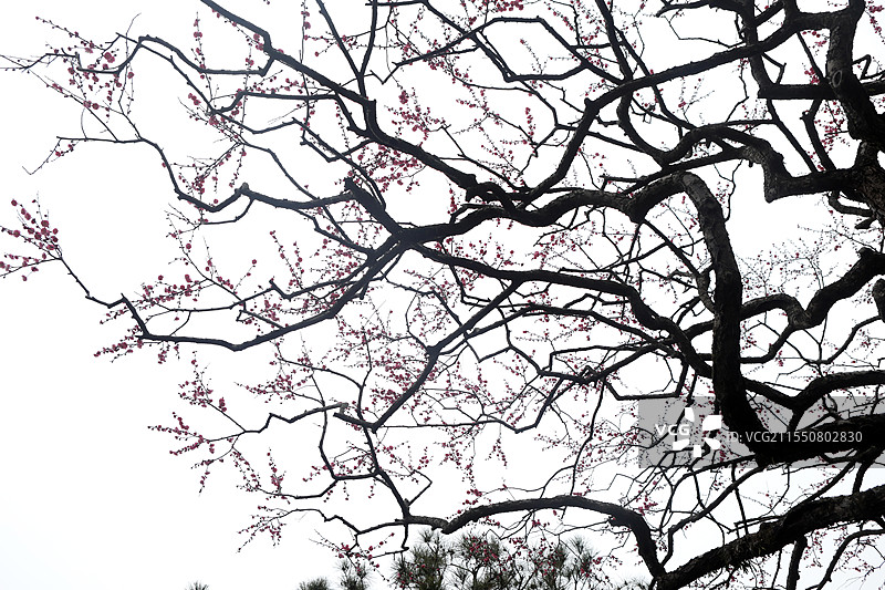 红梅松树图 杭州西湖 国画意境图片素材