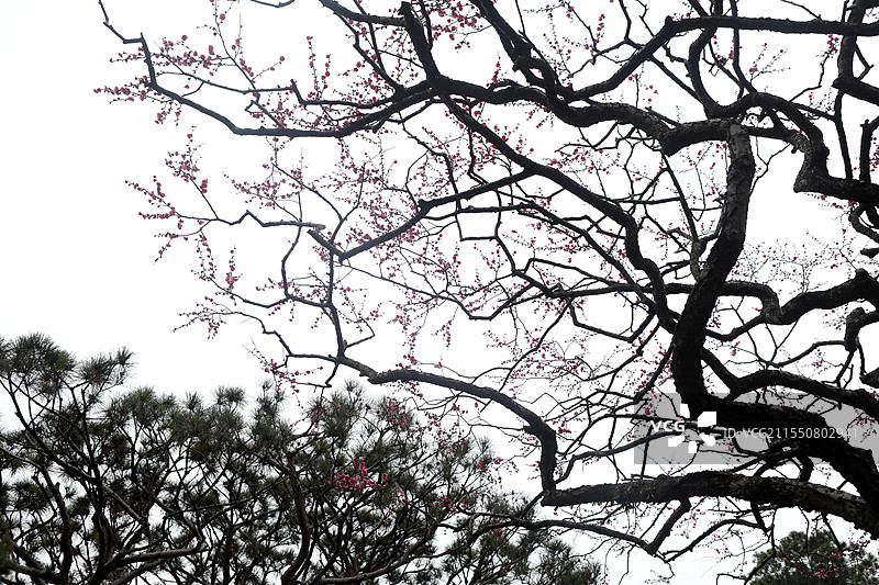 红梅松树图 杭州西湖 国画意境图片素材