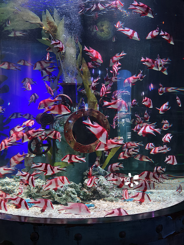 海底世界鱼类图片素材