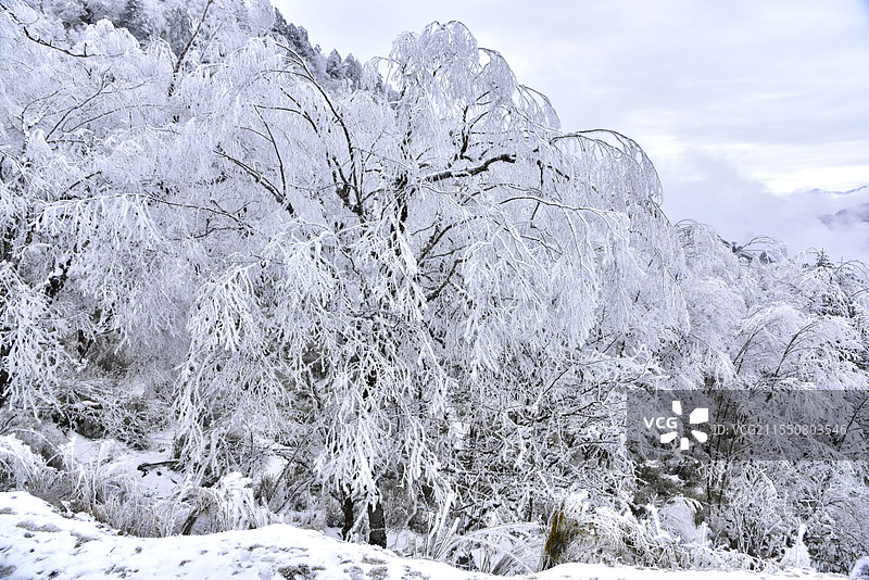 雅安喇叭河景区的雪图片素材
