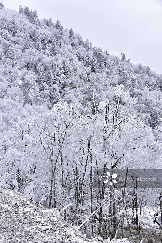 雅安喇叭河景区的雪图片素材