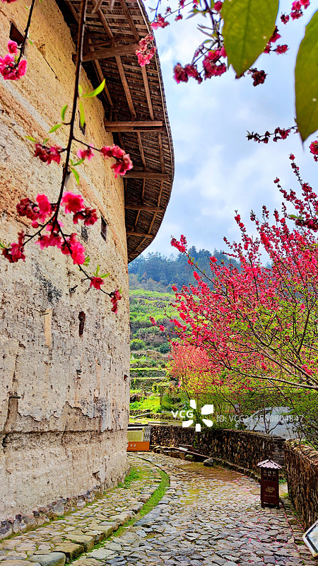 福建闽南土楼景区，盛开的碧桃花和古老的土楼相映成趣图片素材