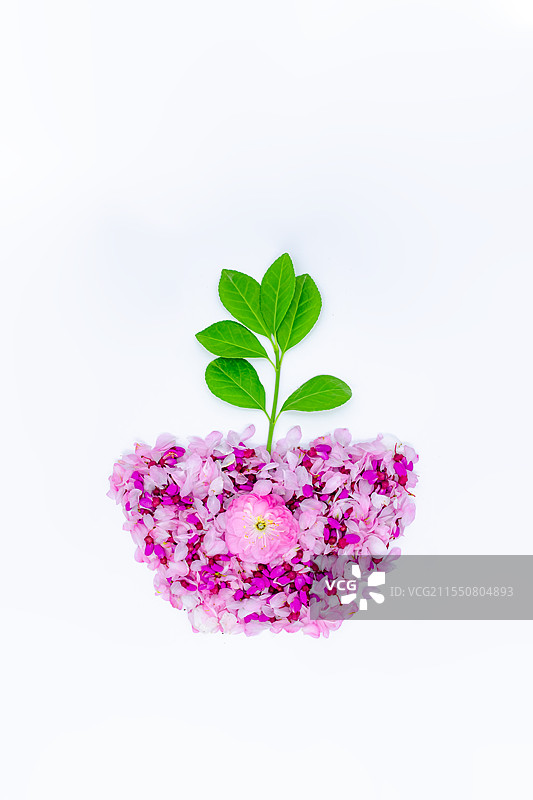 中国野生植物影棚拍摄主题，用重瓣榆叶梅花瓣和紫荆树花瓣排列组合的花盆盆栽几何形状，室内无人图像摄影图片素材