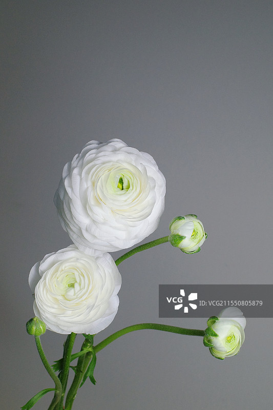 洋牡丹花图片素材