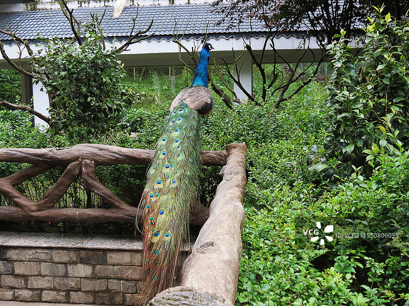 贵阳黔灵公园孔雀图片素材