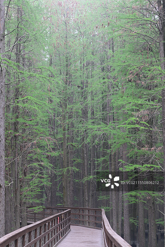 青山湖水上森林公园图片素材