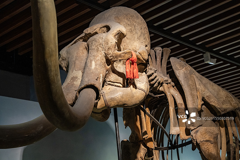 南京博物院历史馆古生物化石图片素材