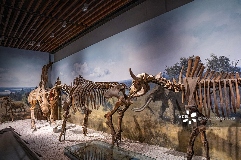 南京博物院历史馆古生物化石图片素材