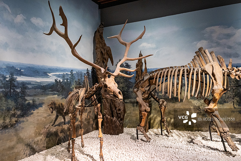 南京博物院历史馆古生物化石图片素材