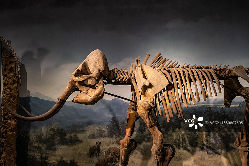 南京博物院历史馆古生物化石图片素材