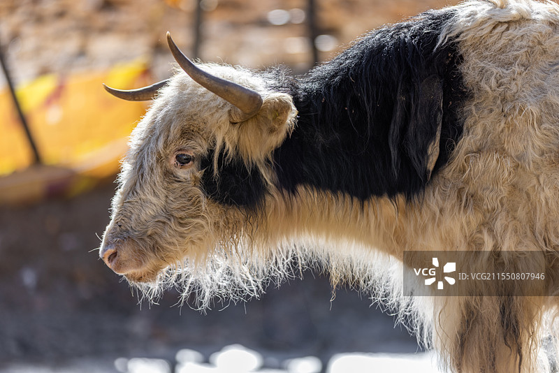 牦牛特写镜头图片素材