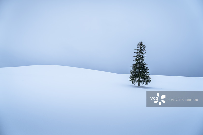 雪地中的圣诞树图片素材