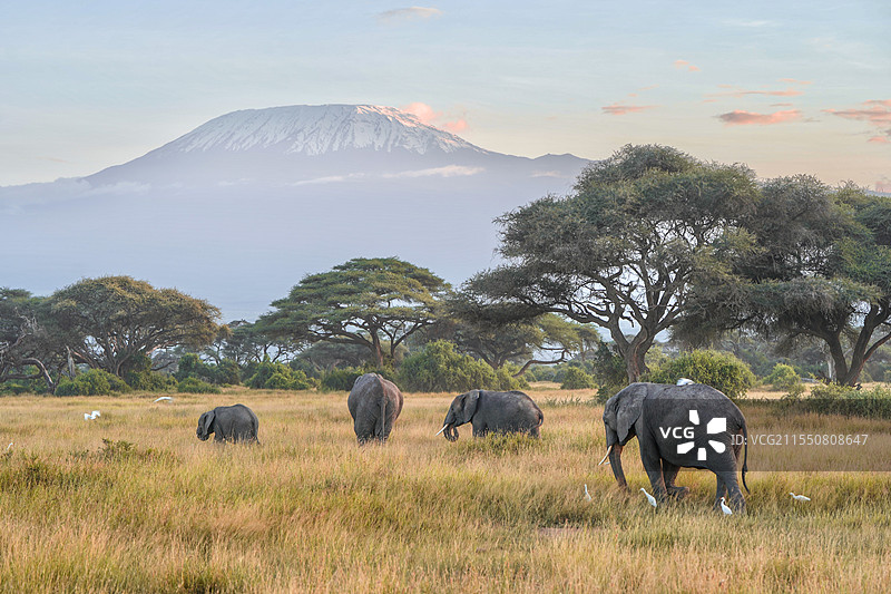 乞力马扎罗山下象群图片素材