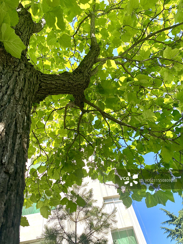 树的夏天图片素材
