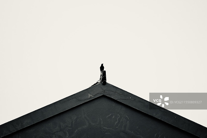 乌鸦矗立房头图片素材