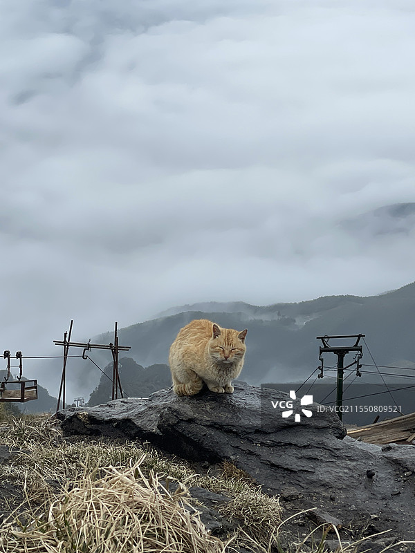 萍乡武功山可爱猫咪图片素材