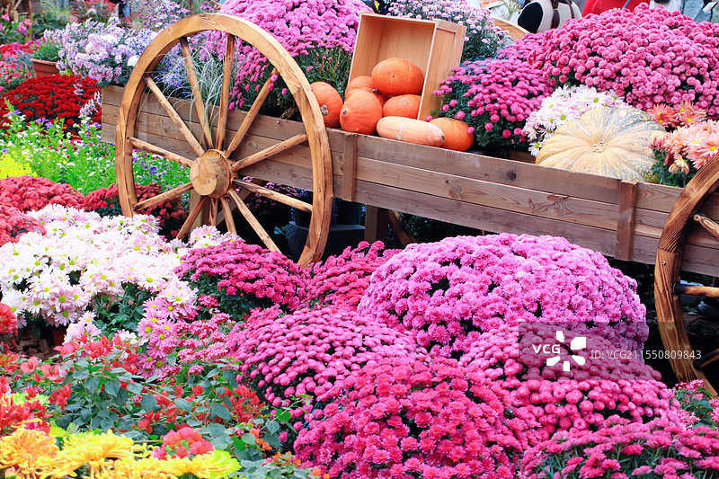 沙湖公园菊花展图片素材