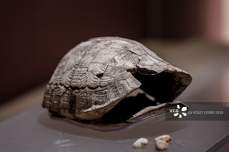 贾湖龟甲响器中国最早乐器石器时代乐器裴李岗文化文物图片素材