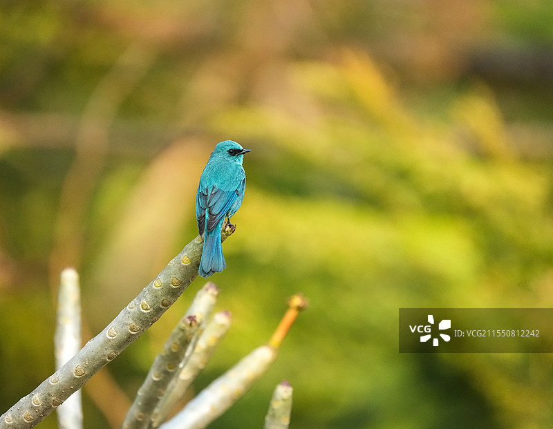 春天深圳凤凰山的美丽小鸟&站在树枝上的铜蓝鹟图片素材