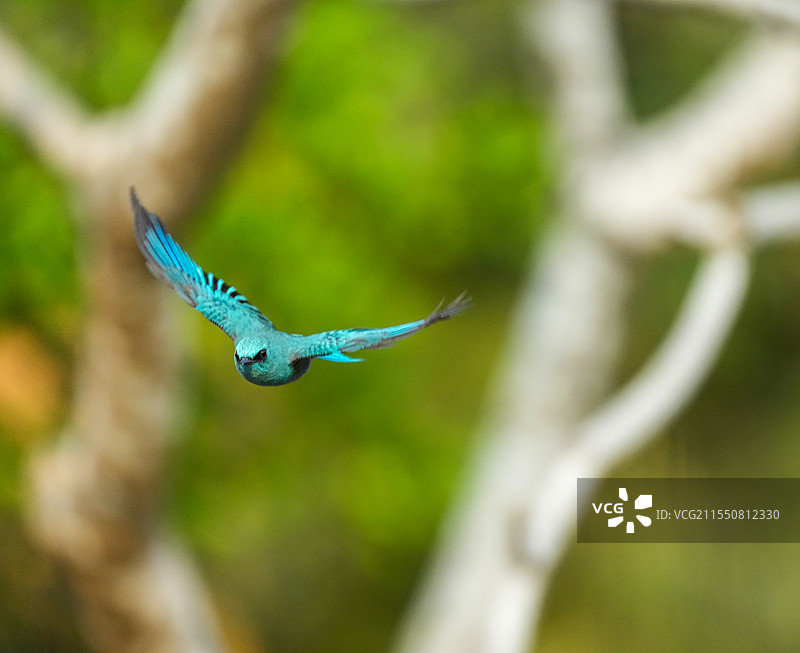春天深圳凤凰山的美丽小鸟&树林里飞翔的铜蓝鹟图片素材