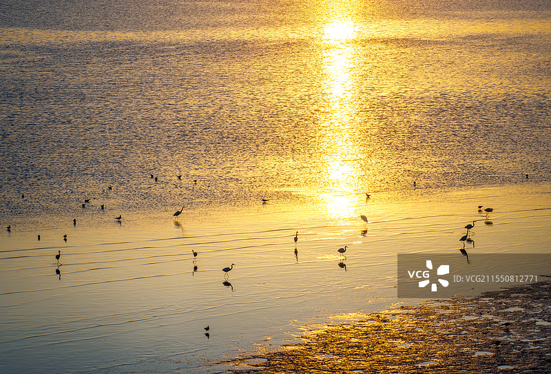 城市与自然深圳湾红树林湿地候鸟航拍图片素材