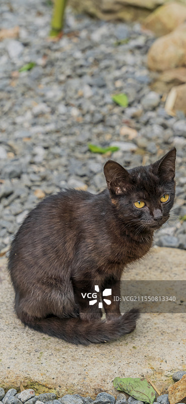 山东省烟台市牟平区昆嵛山黑猫野生动物生物图片素材