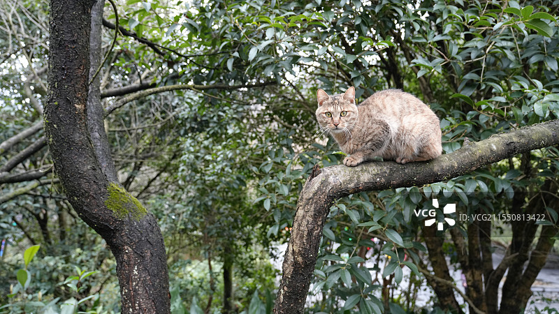 两只相依为命相爱相杀的小野猫图片素材