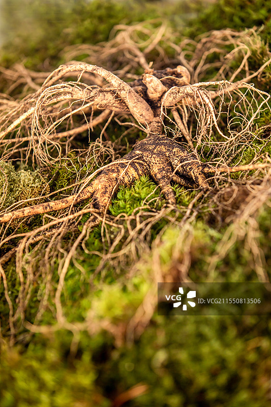 野山参图片素材